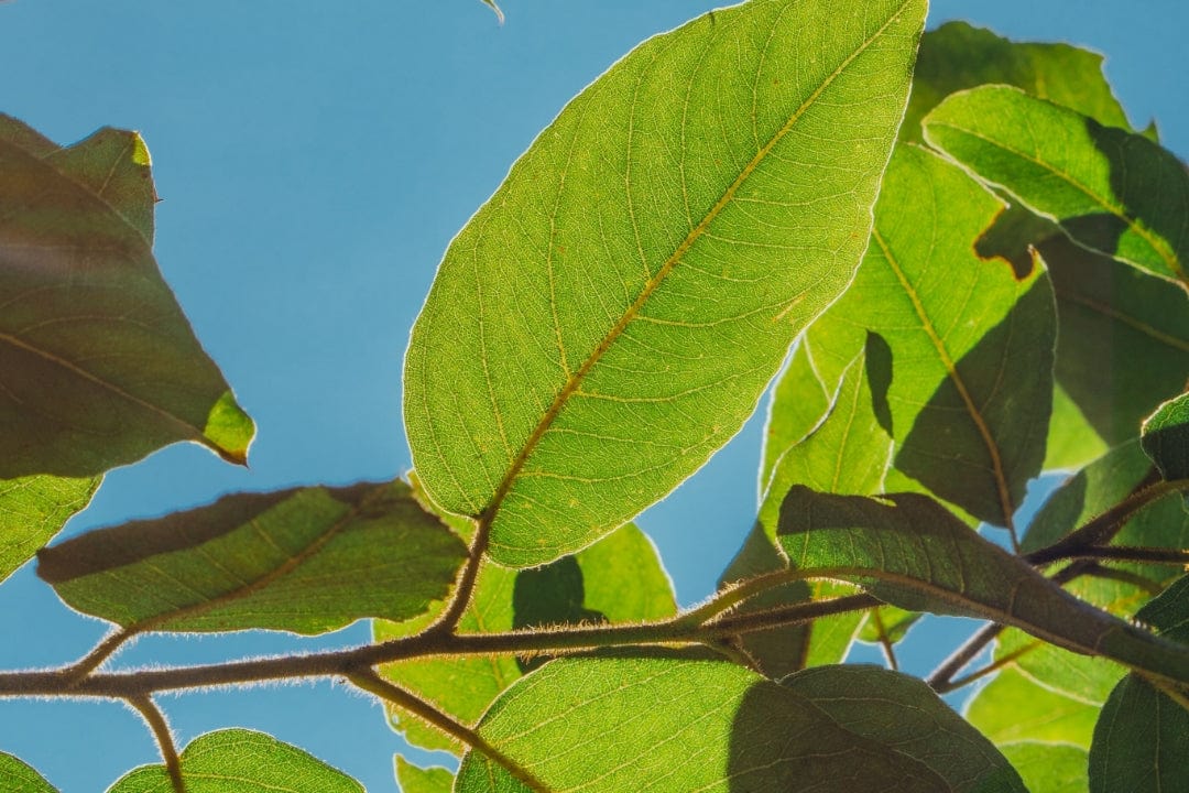Vibrant green broad leaves, backlit by sun, showcasing intricate veins. Lush foliage and slender branches against a bright blue sky.