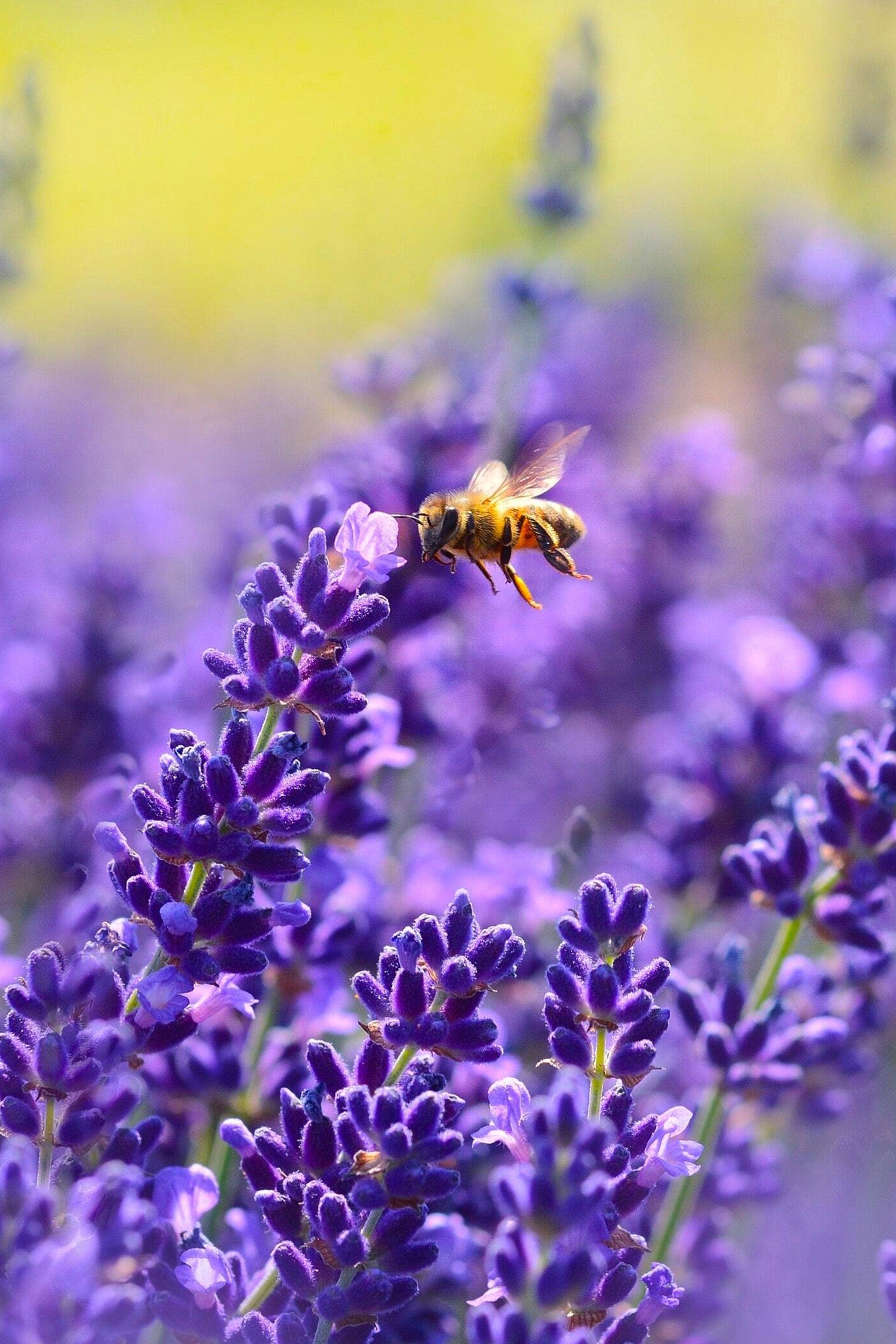 Close-up of a fuzzy honey bee flying towards purple lavender flowers, blurred yellow-green garden background