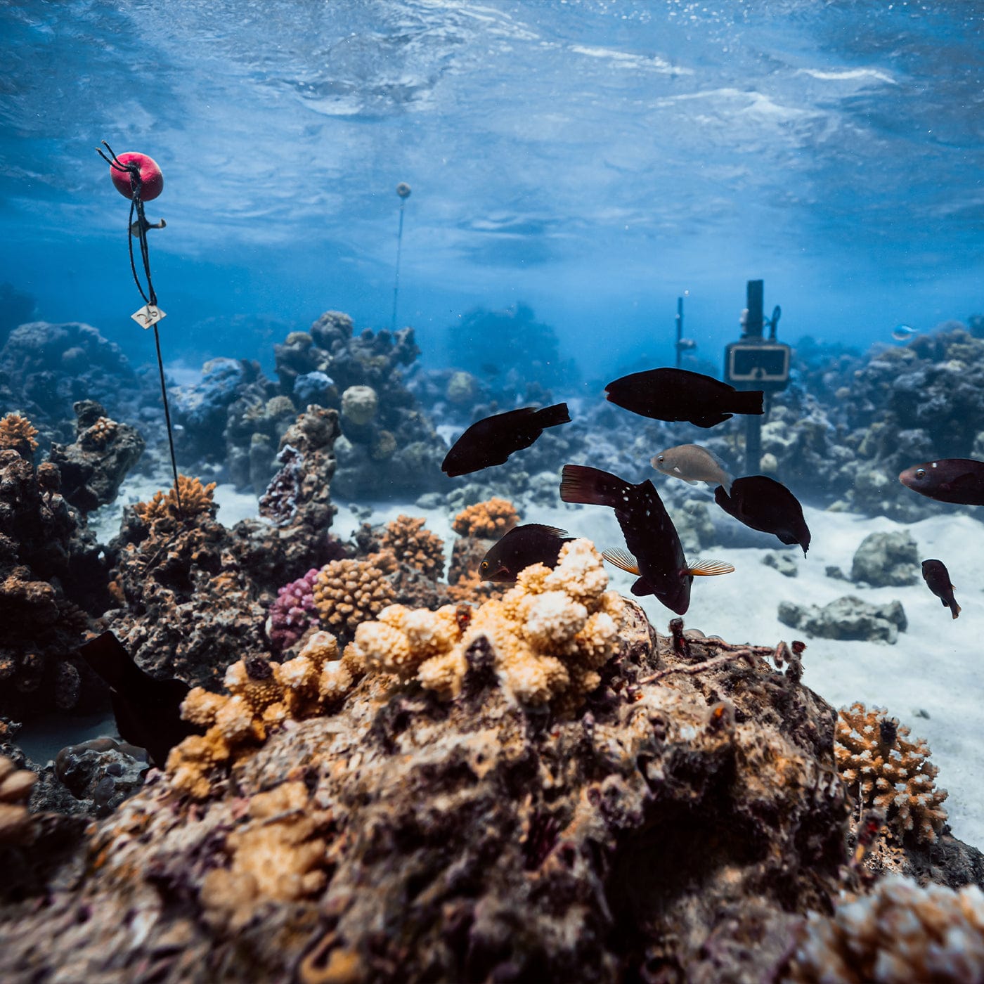 Vibrant coral reef. Dark tropical fish swim among diverse yellow, orange, purple corals. Clear blue ocean, white sand, red research buoy