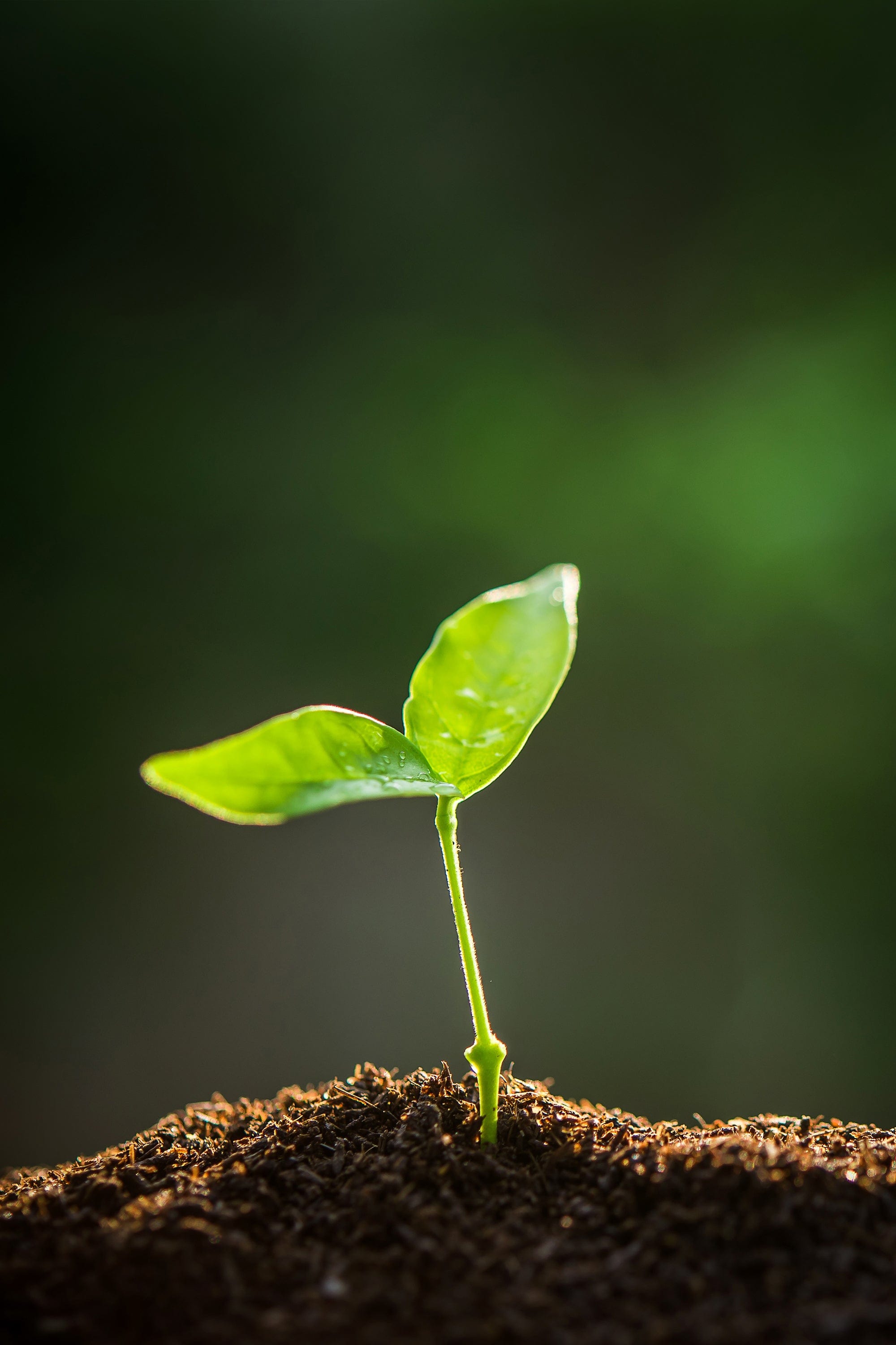 Green seedling with two vibrant leaves displaying water droplets, emerging from dark brown soil mound against a blurred forest green background