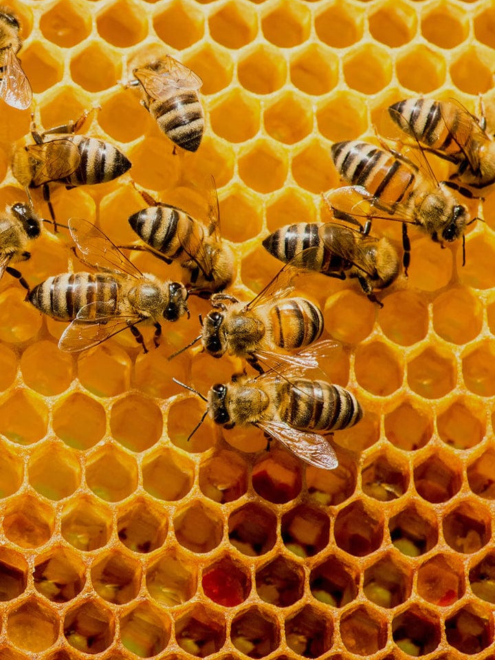 Close-up of golden beeswax honeycomb cells teeming with worker honey bees, intricate striped bodies, delicate wings