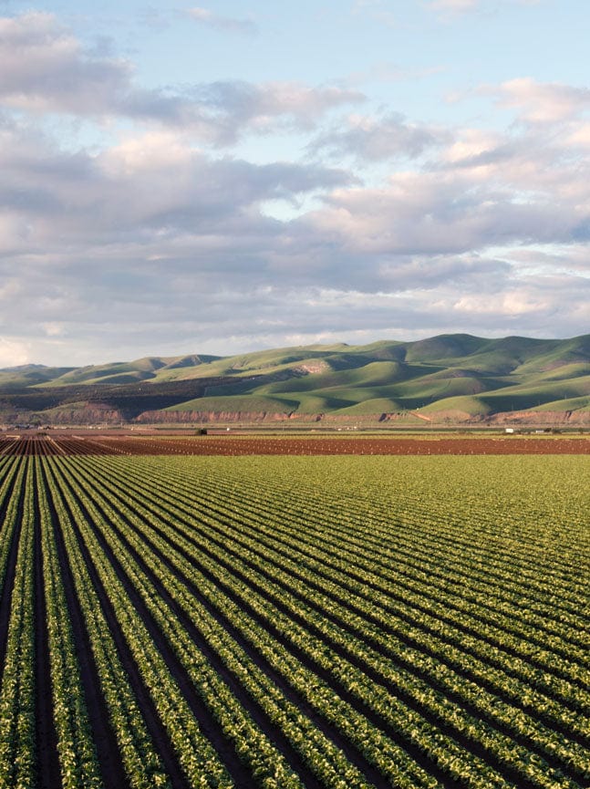 Agricultural field with linear rows of green crops, rich brown soil, gently rolling green hills, and cloudy blue sky