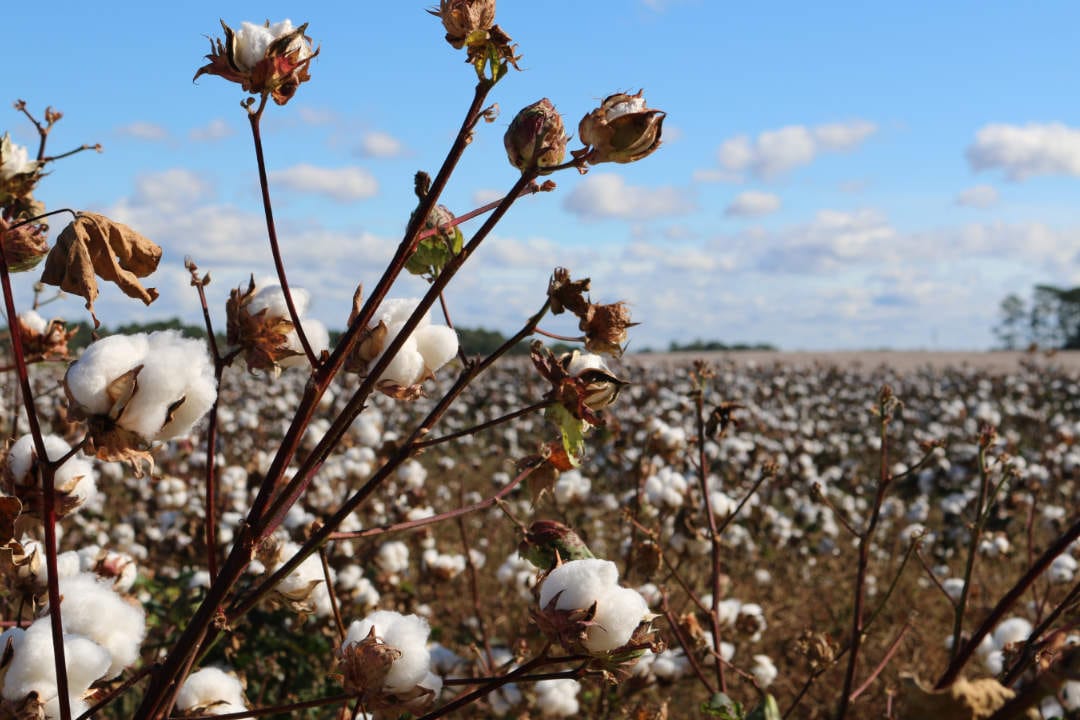 Fluffy white cotton bolls ready for harvest in a vast cotton field under a clear blue sky, showing natural fiber source