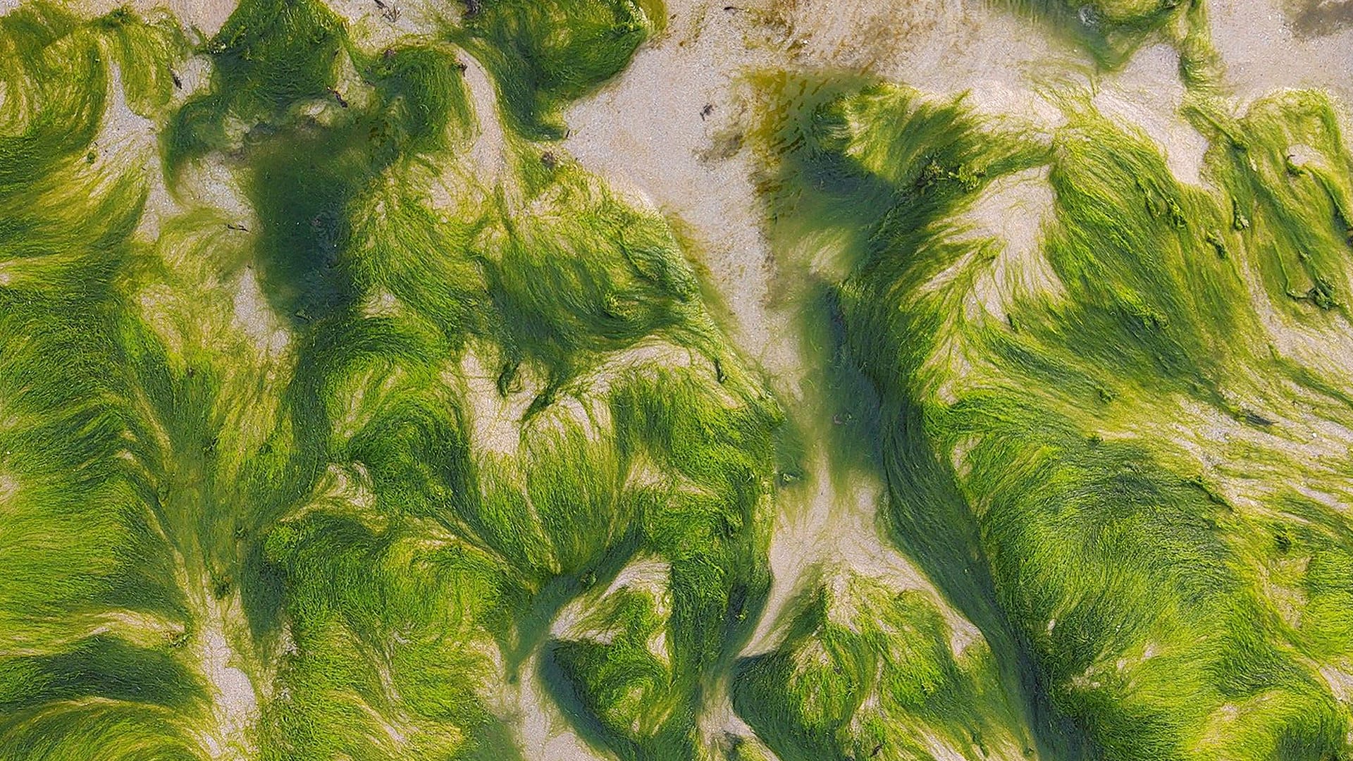Vibrant green algae flowing on wet beige sand. Intricate organic swirls, rich emerald and olive shades. Natural texture detail
